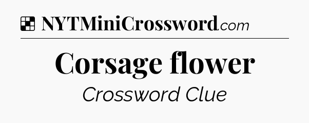 Solution: Corsage flower - NYT Crossword