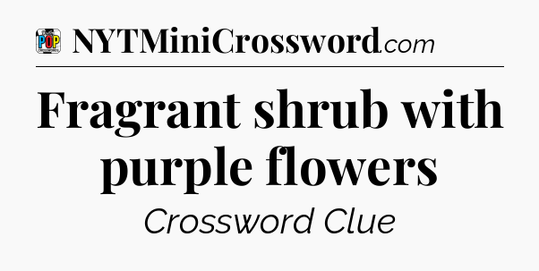 Fragrant shrub with purple flowers Crossword Clue