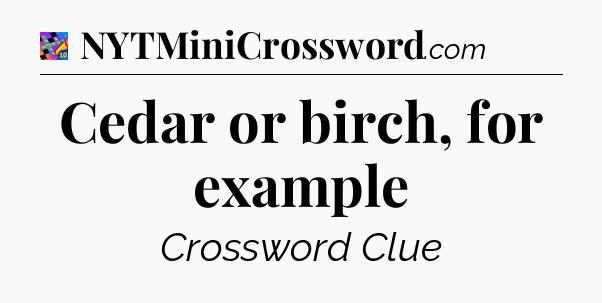 Cedar or birch, for example Crossword Clue