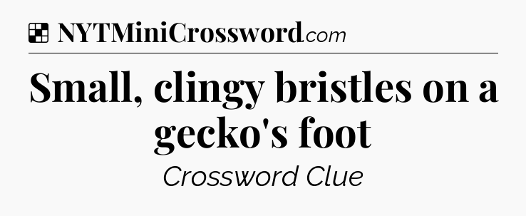 Solution: Small, clingy bristles on a gecko's foot - NYT Crossword