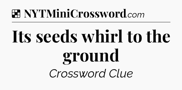 Solution: Its seeds whirl to the ground - NYT Crossword
