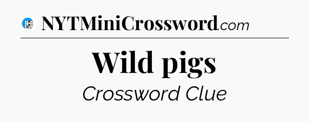 Wild pigs Crossword Clue