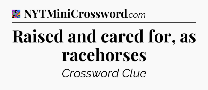 Raised and cared for, as racehorses Crossword Clue
