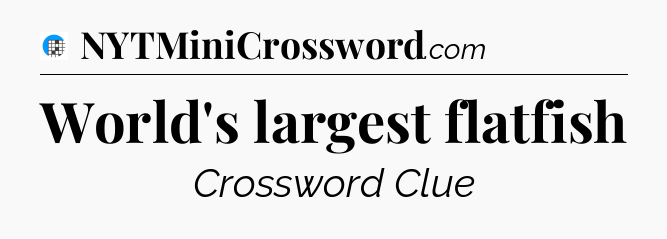 World's largest flatfish Crossword Clue