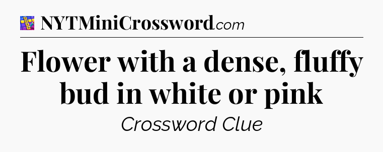 Flower with a dense, fluffy bud in white or pink Codycross