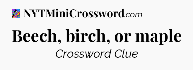 Beech, birch, or maple Crossword Clue