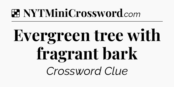 Solution: Evergreen tree with fragrant bark - NYT Crossword