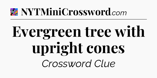 Evergreen tree with upright cones Crossword Clue