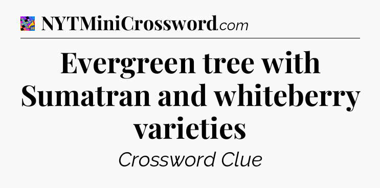 Evergreen tree with Sumatran and whiteberry varieties Crossword Clue