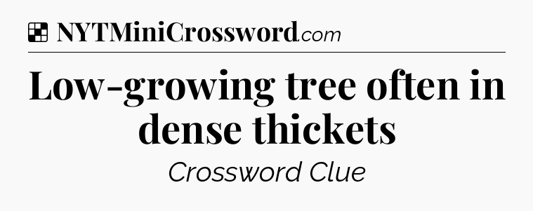 Solution: Low-growing tree often in dense thickets - NYT Crossword