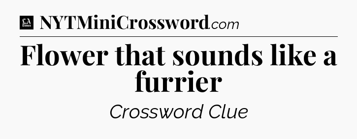 Flower that sounds like a furrier - LA Times Crossword