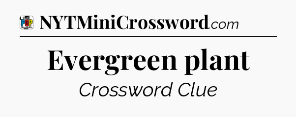 Evergreen plant Crossword Clue
