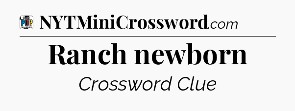 Ranch newborn Crossword Clue