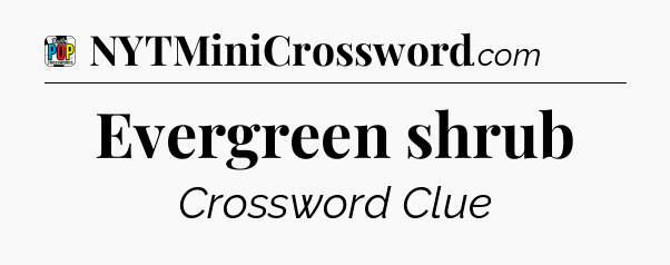 Evergreen shrub Crossword Clue