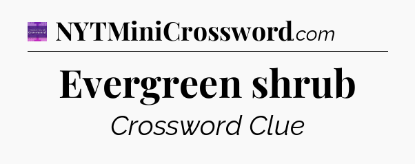 Evergreen shrub - Thomas Joseph Crossword