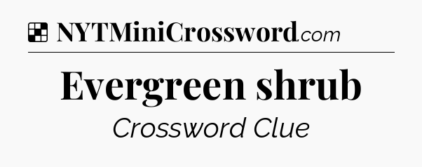 Solution: Evergreen shrub - NYT Crossword