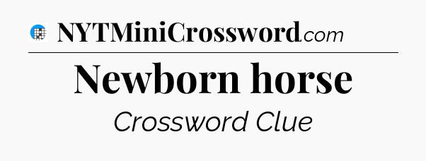 Newborn horse Crossword Clue