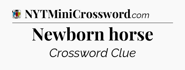 Newborn horse Crossword Clue