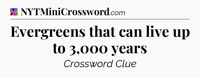 Evergreens that can live up to 3,000 years Crossword Clue
