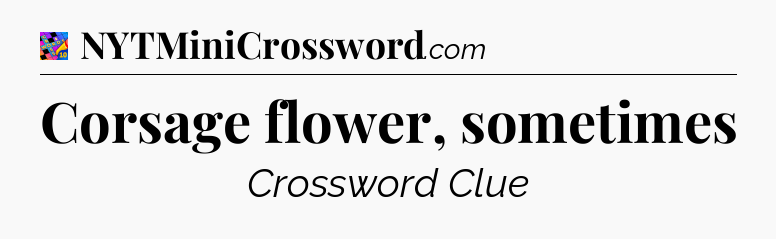 Corsage flower, sometimes Crossword Clue