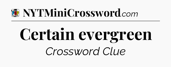 Certain evergreen Crossword Clue