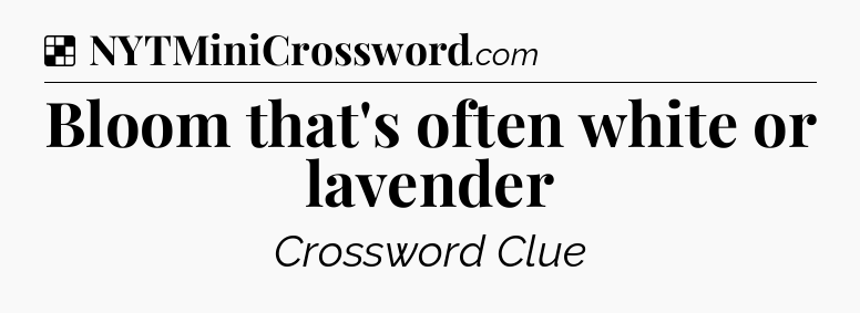 Solution: Bloom that's often white or lavender - NYT Crossword