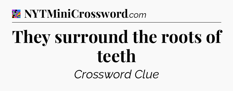 They surround the roots of teeth Crossword Clue