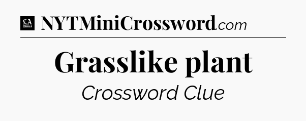 Grasslike plant - LA Times Crossword