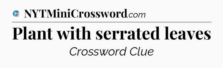 Plant with serrated leaves Crossword Clue