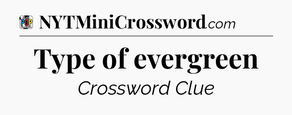 Type of evergreen Crossword Clue
