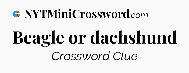 Beagle or dachshund Crossword Clue