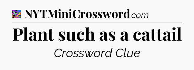 Plant such as a cattail Crossword Clue