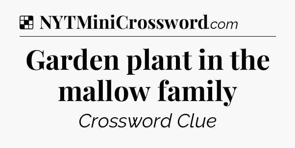 Solution: Garden plant in the mallow family - NYT Crossword