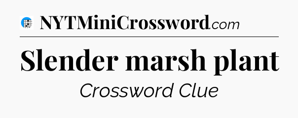 Slender marsh plant Crossword Clue