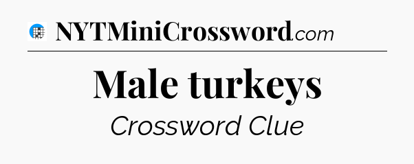 Male turkeys Crossword Clue
