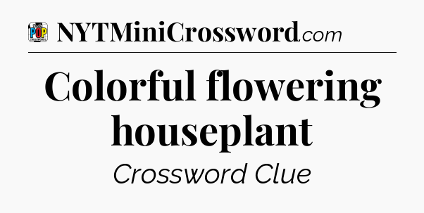 Colorful flowering houseplant Crossword Clue