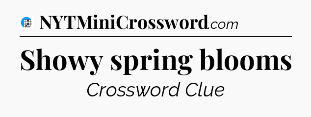 Showy spring blooms Crossword Clue