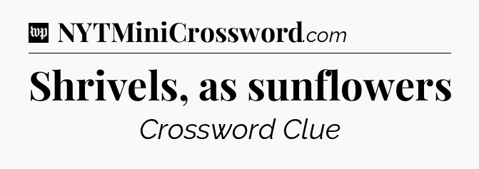 Shrivels, as sunflowers Crossword Clue