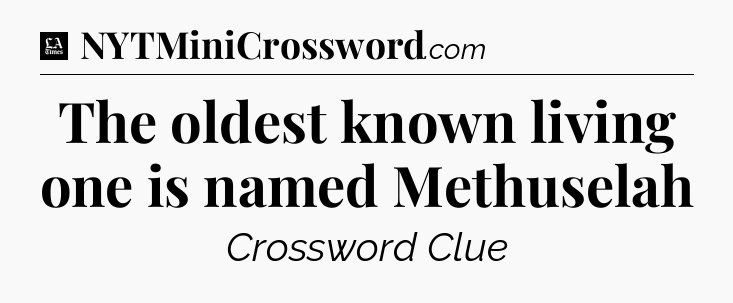 The oldest known living one is named Methuselah - LA Times Crossword