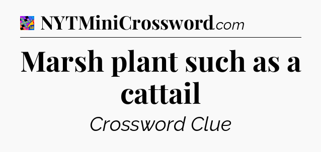 Marsh plant such as a cattail Crossword Clue