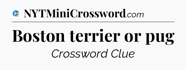 Boston terrier or pug Crossword Clue
