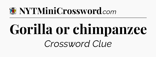 Gorilla or chimpanzee Crossword Clue