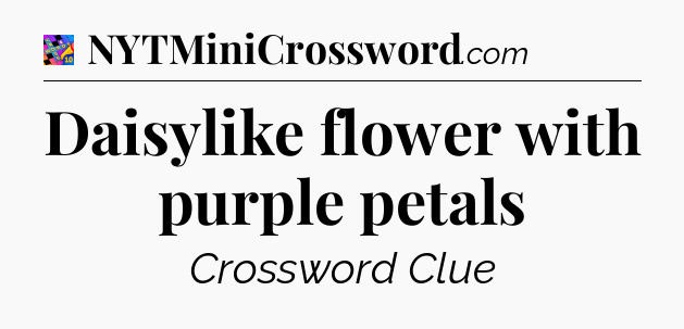 Daisylike flower with purple petals Crossword Clue