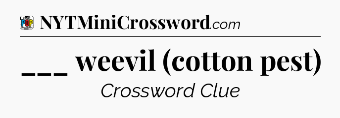 ___ weevil (cotton pest) Crossword Clue