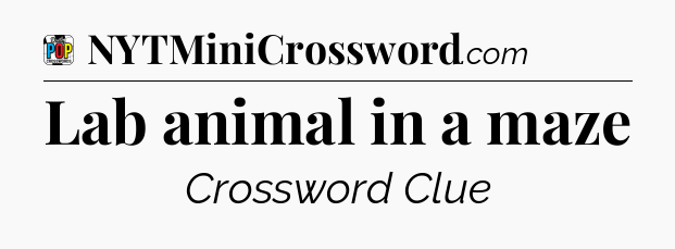 Lab animal in a maze Crossword Clue