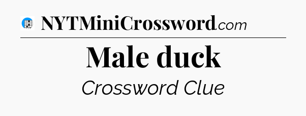 Male duck Crossword Clue