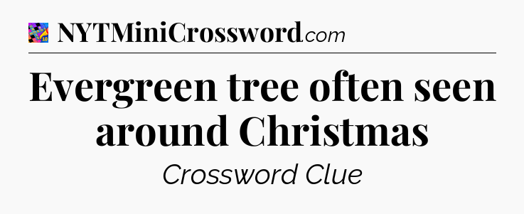 Evergreen tree often seen around Christmas Crossword Clue