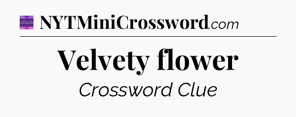 Velvety flower - Thomas Joseph Crossword