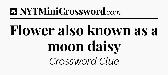 Flower also known as a moon daisy Crossword Clue