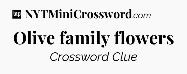 Olive family flowers Crossword Clue